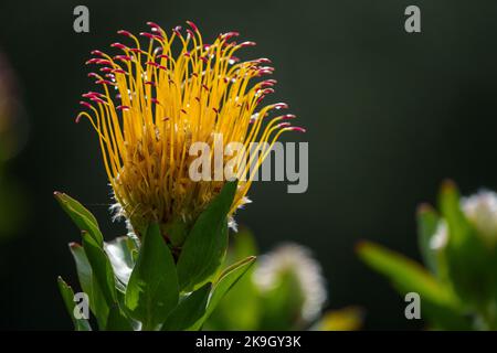 Fleur de coussin en forme de fontaine à feuilles grises (Leucospermum grandiflorum). Cape Town, Western Cape. Afrique du Sud Banque D'Images