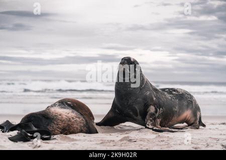 deux phoques calmes et détendus reposant sur le sable blanc de la plage près de la mer et de grandes vagues sous un ciel nuageux au coucher du soleil, baie de phlébotomes, nouvelle-zélande Banque D'Images