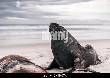 joli phoque à fourrure avec tête surélevée sur la plage sable calme et détendu près de l'eau de mer sous ciel nuageux au coucher du soleil, baie de phlébotomes, nouvelle-zélande Banque D'Images