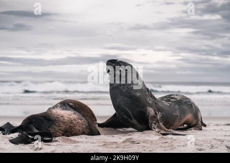 deux phoques se couchant calme et détendu sur le sable de la plage solitaire près des vagues de la mer sous un ciel nuageux au coucher du soleil, baie de phlébotomes, nouvelle-zélande Banque D'Images