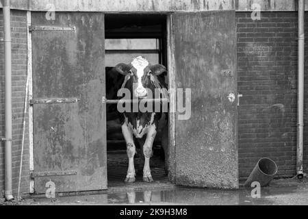 Vache hollandaise noire et blanche en stable. Banque D'Images