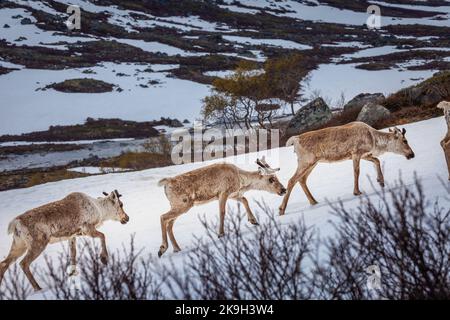 Groupe de jeunes rennes caribous dans la toundra de Norvège, en Scandinavie Banque D'Images