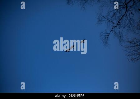 Les corneilles volent dans des flocks contre un ciel bleu. Vol d'oiseaux. La sensation mystique de la vue des corbeaux. Corneilles sur la chasse. Banque D'Images