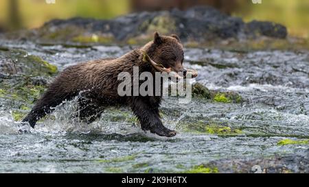 Brown (côtières) grizzly (Ursus arctos horribilis) sur une rivière d'Alaska du Sud-est de l'accomplissement d'un saumon. Banque D'Images