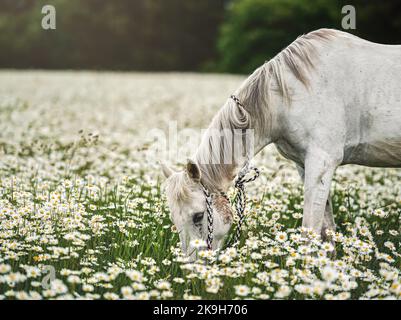 Le cheval arabe blanc paître sur la prairie forestière avec beaucoup de fleurs sauvages de Marguerite Banque D'Images