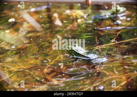 Une grenouille de piscine (Rana lessone) dans l'eau, Ziegeleipark Heilbronn, Allemagne, Europe Banque D'Images