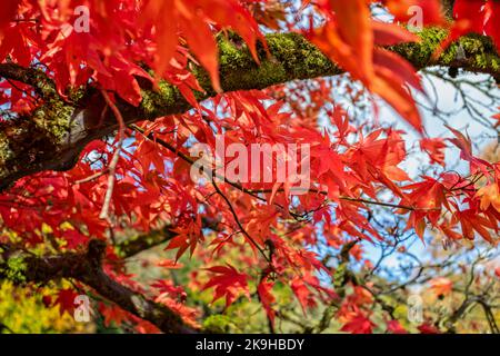 Gros plan sur les feuilles d'un arbre Acer rouge vif dans les couleurs de l'automne Banque D'Images