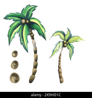 Cococotiers avec noix de coco en style dessin animé. Illustration aquarelle. Objets isolés de la collection SURF. Pour la décoration et la conception du Banque D'Images