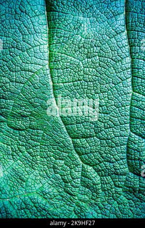 Détail de la feuille d'une grande plante verte Banque D'Images