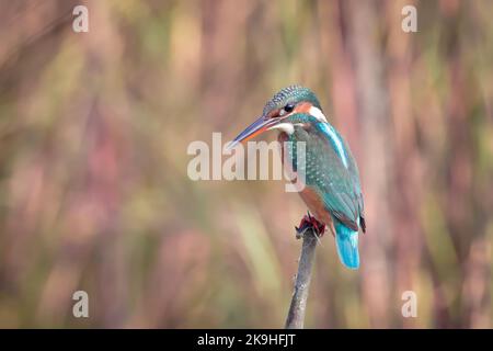 Le kingfisher commun (Alcedo atthis), également connu sous le nom de kingfisher eurasien et de la rivière kingfisher. Banque D'Images