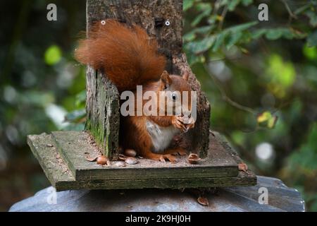 L'écureuil rouge 'Sciurus vulgaris' se nourrissant dans les jardins semi-tropicaux de l'abbaye sur l'île de Tresco dans les îles de Scilly au large de la pointe de Cornwall.UK Banque D'Images