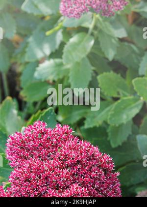 Fleur rose de Sedum gros plan. Macro photographie de Hylotelephium spectabile rose sur fond vert. Banque D'Images