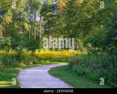 Un sentier de gravier calcaire serpente à travers les champs remplis de fleurs sauvages de Susan à yeux noirs au Rock Run Forest Preseerve dans le comté de will, Illinois Banque D'Images