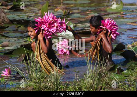 Sylhet, Bangladesh. 28th octobre 2022. Enfants ruraux collecte de fleurs de nénuphars rouges du lac le plus proche pour la vente aux touristes à Jaintapur Dibir Haor de Sylhet, Bangladesh. Dibir Haor est connu comme le Royaume de Shabla aux voyageurs. Ici, au début de la saison d'hiver, de nombreuses fleurs rouges de Shabla ont fleuri dans ce Haor qui se trouve au bord des collines de Meghalaya. Sur 28 octobre 2022 à Sylhet, Bangladesh. (Credit image: © MD Rafayat Haque Khan/eyepix via ZUMA Press Wire) Banque D'Images