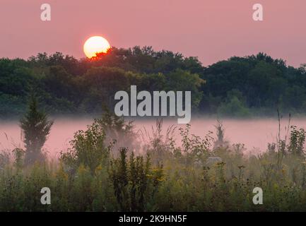 La lumière du lever du soleil devient à la fois rose ciel et rose brume lorsque le soleil se lève au-dessus de la crête des arbres dans la réserve forestière de Springbrook Prairie Forest, comté de DuPage, Illinois Banque D'Images