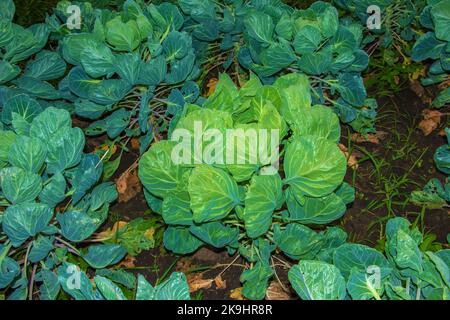 Accueil plantes bio de choux de bruxelles ou de Brassica oleracea poussant dans un jardin. Banque D'Images