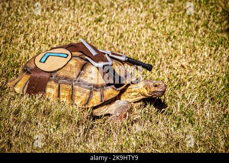 10-20-2022 Tulsa USA Grande tortue habillée comme Ninja Turtle avec des couteaux attachés à son dos rampant dans l'herbe - Halloween Costume Banque D'Images