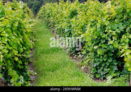 Les vignes poussent au vignoble de Boundry Breaks, dans le comté de Seneca, dans l'État de New York, dans l'AVA de Finger Lakes Banque D'Images