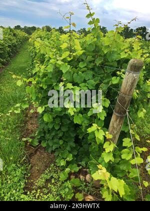 Les vignes poussent au vignoble de Boundry Breaks, dans le comté de Seneca, dans l'État de New York, dans l'AVA de Finger Lakes Banque D'Images