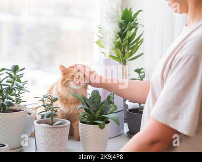 Homme coups mignon gingembre chat. Humidificateur ultrasonique parmi les plantes de maison. Pots de fleurs avec plantes succulentes sur le rebord de la fenêtre. La vapeur d'eau hydrate l'air sec Banque D'Images