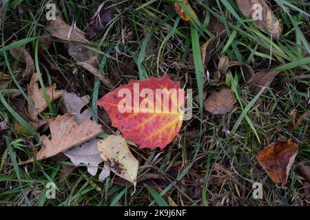 Les couleurs de l'automne au parc du comté de Donald dans le comté de Dane, WISCONSIN Banque D'Images