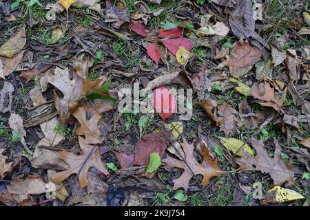 Les couleurs de l'automne au parc du comté de Donald dans le comté de Dane, WISCONSIN Banque D'Images