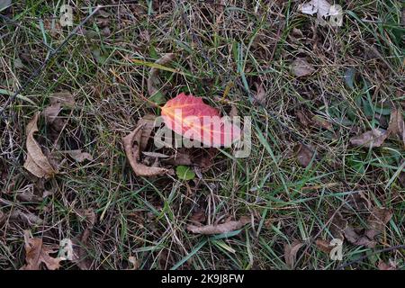 Les couleurs de l'automne au parc du comté de Donald dans le comté de Dane, WISCONSIN Banque D'Images