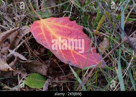 Les couleurs de l'automne au parc du comté de Donald dans le comté de Dane, WISCONSIN Banque D'Images