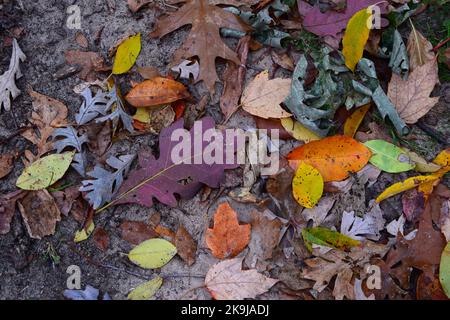 Les couleurs de l'automne au parc du comté de Donald dans le comté de Dane, WISCONSIN Banque D'Images