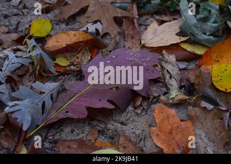 Les couleurs de l'automne au parc du comté de Donald dans le comté de Dane, WISCONSIN Banque D'Images