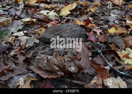 Les couleurs de l'automne au parc du comté de Donald dans le comté de Dane, WISCONSIN Banque D'Images