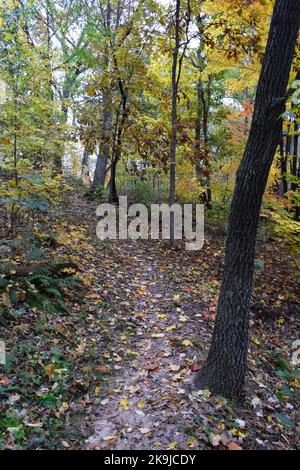 Les couleurs de l'automne au parc du comté de Donald dans le comté de Dane, WISCONSIN Banque D'Images