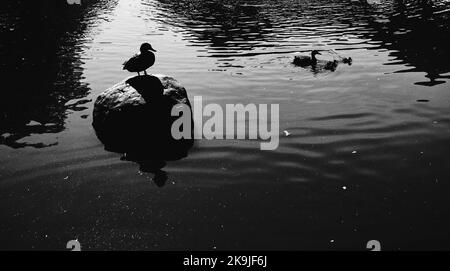 Famille de canards sur un étang Banque D'Images