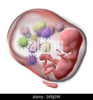 Transmission transplacentaire du cytomégalovirus, illustration Banque D'Images