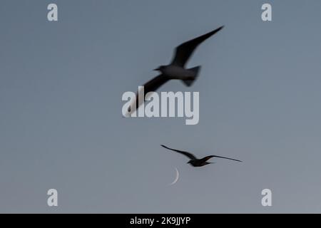 Istanbul, Turquie. 28th octobre 2022. Les oiseaux volent dans le ciel avec un fond de croissant de lune après le coucher du soleil à Istanbul. Crédit : SOPA Images Limited/Alamy Live News Banque D'Images