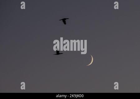 Istanbul, Turquie. 28th octobre 2022. Les oiseaux volent dans le ciel avec un fond de croissant de lune après le coucher du soleil à Istanbul. Crédit : SOPA Images Limited/Alamy Live News Banque D'Images