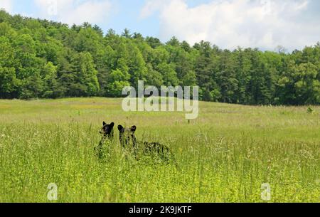 Ours Mama avec cub dans l'herbe - Tennessee Banque D'Images