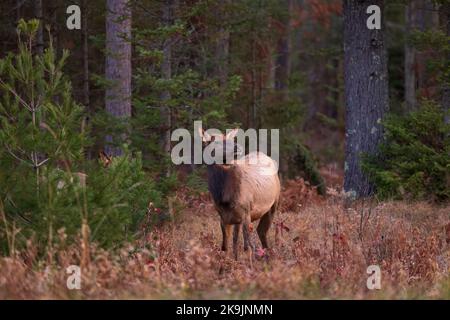 Elk à Clam Lake, Wisconsin. Banque D'Images