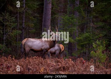Elk à Clam Lake, Wisconsin. Banque D'Images