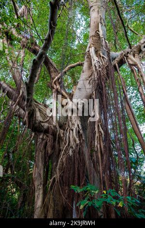 Un vieux Banyan Tree chinois mûr avec un système de racines aéoriales bien développé, l'île Lantau, Hong Kong Banque D'Images