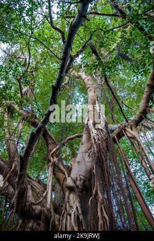 Un vieux Banyan Tree chinois mûr avec un système de racines aéoriales bien développé, l'île Lantau, Hong Kong Banque D'Images