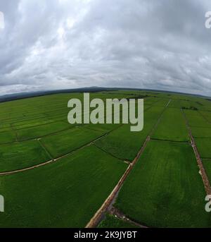 scène aérienne de jour à la ferme verte de rizières Banque D'Images