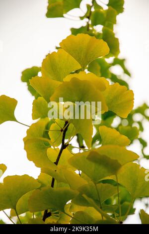 Feuilles d'automne de Ginkgo biloba, communément appelé ginkgo, gingko ou arbre à poils de maidenhair. Banque D'Images