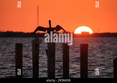 Silhuette d'oiseau pélican solitaire avec des ailes étalées sur le poteau de clôture en bois supérieur contre le ciel de coucher de soleil orange vif sur l'eau du lac et le grand soleil couchant. Banque D'Images