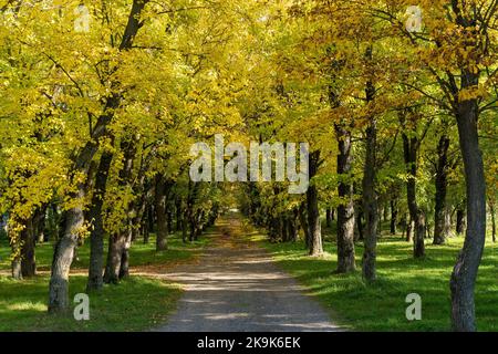 Vue idyllique d'une petite route de campagne menant à une forêt d'automne dorée sans fin Banque D'Images