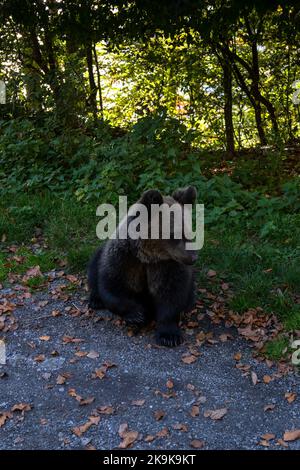 Vue rapprochée d'un jeune ours brun européen dans les montagnes de Fagaras en Roumanie Banque D'Images