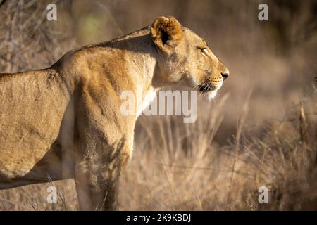 Gros plan de la lioness debout dans de l'herbe haute Banque D'Images