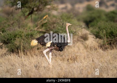 L'autruche se promène à travers la savane en train de faire des yeux Banque D'Images