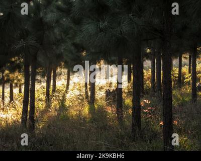 Vue enchantée d'une plantation de pins avec l'or de sous-croissance dans la lumière du matin tôt, à Kaapsce Hoop Afrique du Sud Banque D'Images