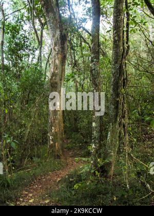 Un petit sentier de randonnée, en traversant la forêt indigène d'Afromontane de Kaapsche Hoop, en Afrique du Sud. Banque D'Images